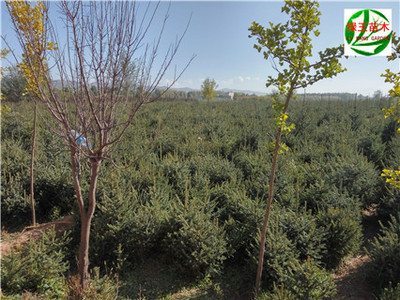 甘肃云杉批发基地在哪里-甘肃临洮大量批发各种规格云杉树苗，所产云杉绿化苗木树形好、规格齐全、质量可靠、价格合理， 是西北地区最大的云杉、绿化苗木繁育基地，更是北方理想的用苗基地